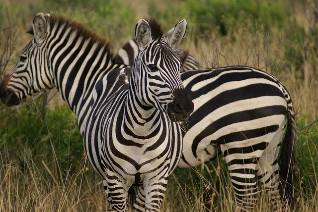 Je zebra s černo-bílými pruhy nebo opačně?